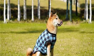 2023机电安开云体育 Kaiyun.com 官网入口装工程市场现状及前景分析(图10)
